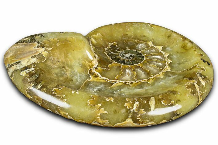 Polished Fossil Ammonite Dish - Madagascar #361355